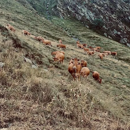 Apartmán L'izard